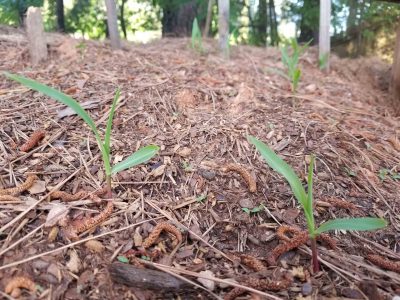 baby-corn-plants-stedocli