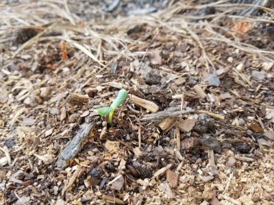 baby-cucumber-stedocli