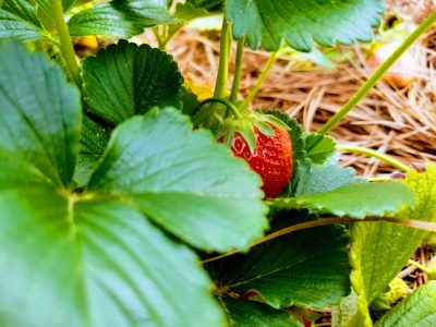 peek-a-boo-strawberry-stedocli