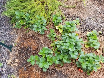 strawberry-plants-stedocli